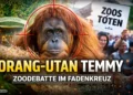 Orang-Utan Temmy im Fokus der Zoodebatte, Symbolbild für Kritik an Zoohaltung und PETA-Kampagnen