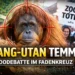 Orang-Utan Temmy im Fokus der Zoodebatte, Symbolbild für Kritik an Zoohaltung und PETA-Kampagnen