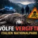 Wölfe vergiftet Italien Nationalpark – toter Wolf im Wald mit Giftwarnschild und Ermittlern im Hintergrund