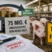 Tierwohlförderung als Haushaltstrick? – 75 Millionen Euro ohne echte Wirkung 4 Tierwohlförderung Agrarhaushalt 2027: Schweinestall, Geldstapel und Akten zeigen umgeschichtete Fördermittel ohne echte Aufstockung