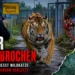 Tiger-Ausbruch bei Leipzig: Polizei erschießt Raubkatze nach Angriff auf Helfer 10 Tiger Leipzig: Polizeieinsatz nach dem Ausbruch eines Tigers bei Leipzig mit verletzter Person und erschossener Wildkatze.