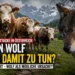 Tödliche Kuh-Attacke in Österreich: Trägt ein Wolf Mitschuld an der Tragödie? 7 Titelbild zum Artikel „Wolf Mitschuld Kuh Attacke Österreich“ mit aggressiver Kuhherde und Wolf in alpiner Berglandschaft.