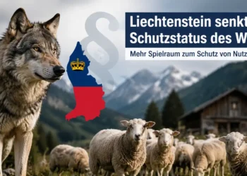 Wolf vor einer Schafherde in den Alpen mit Liechtenstein-Karte im Hintergrund. Das Bild symbolisiert die Debatte um den Wolf Schutzstatus Liechtenstein und den Schutz von Nutztieren.