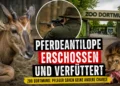 Pferdeantilope Zoo Dortmund: Symbolbild zeigt eine Pferdeantilope, einen Jäger und einen Löwen im Zusammenhang mit der Verfütterung eines verstorbenen Zootieres.