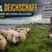 Deichschafe auf einem Elbdeich stehen einem Wolf gegenüber. Das Bild symbolisiert die Debatte um wolfsfreie Deichzonen zum Schutz von Deichschäfereien und Hochwasserschutz.