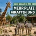 Die neue Zoo Dresden Giraffenanlage zeigt mehrere Giraffen und Zebras auf einer vergrößerten Außenanlage, die durch Spenden finanziert wurde.