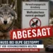 Wolfsabschuss Olpe: Ein Wolf steht im Vordergrund, während im Hintergrund Schafe und ein Gerichtshammer den vorläufig gestoppten Abschuss im Kreis Olpe symbolisieren.