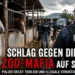 Schlag gegen die „Zoo-Mafia“ auf Sizilien: Polizei entdeckt Tierleid und kriminelle Strukturen 1 Zoo-Mafia auf Sizilien: Italienische Polizei durchsucht illegale Pferdeställe bei einer Großrazzia in Catania und deckt Fälle von Tiermisshandlung auf.