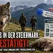 Wolfsriss Steiermark: Ein Wolf steht auf einer Alm vor einem gerissenen Schaf. Im Hintergrund sind Jäger und die Alpen zu sehen, während ein DNA-Nachweis den bestätigten Wolfsriss symbolisiert.