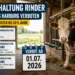 Anbindehaltung Rinder: Eine angebundene Kuh steht in einem Stall. Das Titelbild thematisiert das Verbot der Anbindehaltung im Landkreis Harburg sowie die langen Übergangsfristen.