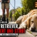 Golden Retriever stirbt nach Gassigang bei 33 Grad – Polizei ermittelt wegen Verdachts auf Tierquälerei 9 Golden Retriever stirbt nach Gassigang: Titelbild zeigt einen erschöpften Hund bei 33 Grad neben E-Rollern als Symbol für den Vorfall.