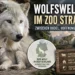 Wolfswelpe sorgt für Hoffnung im Zoo Stralsund – während Deutschlands Wolfsbestand weiter wächst 7 Wolfswelpe Zoo Stralsund: Polarwölfin Teja mit ihrem Welpen im Vordergrund, ergänzt durch ein Wolfsrudel und Hinweise auf die Ausbreitung des Wolfes in Deutschland.