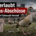 Nilgans-Abschüsse in Trier trotz Schonzeit – PETA droht mit rechtlichen Schritten 6 Nilgans-Abschüsse in Trier: Mehrere Nilgänse auf einer verschmutzten Grünfläche vor Trierer Stadtkulisse und Abschuss-Hinweisschild.