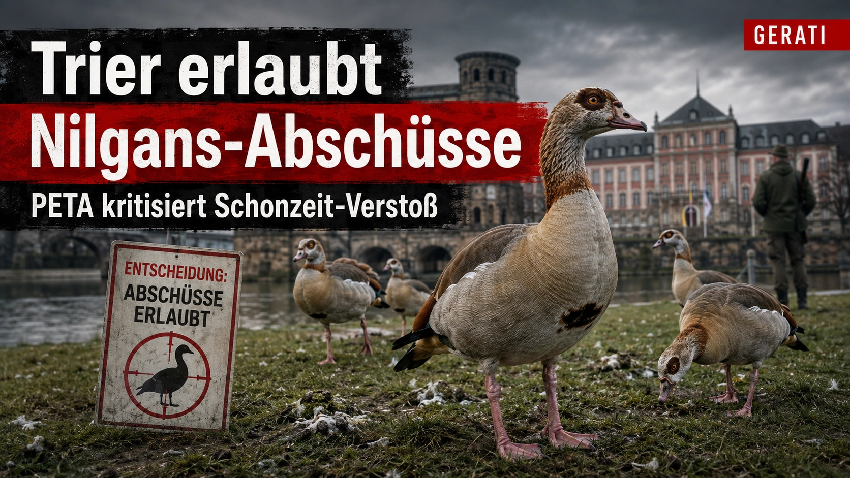 Nilgans-Abschüsse in Trier trotz Schonzeit – PETA droht mit rechtlichen Schritten 1 Nilgans-Abschüsse in Trier: Mehrere Nilgänse auf einer verschmutzten Grünfläche vor Trierer Stadtkulisse und Abschuss-Hinweisschild.
