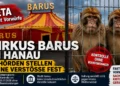 Zirkus Barus Hanau: Peta - Vorwürfe zu Berberaffen in Hanau – Prüfstand von Fakten und Behörden 43 Zirkus Barus Peta: Zwei Berberaffen im Außengehege vor dem Zirkus Barus während der Peta-Kritik in Hanau.