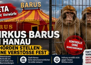 Zirkus Barus Hanau: Peta - Vorwürfe zu Berberaffen in Hanau – Prüfstand von Fakten und Behörden 12 Zirkus Barus Peta: Zwei Berberaffen im Außengehege vor dem Zirkus Barus während der Peta-Kritik in Hanau.