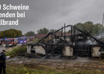 Stallbrand tötet rund 600 Schweine: Ermittlungen zur Brandursache laufen 15 Einsatzkräfte der Feuerwehr untersuchen die Ruine nach einem verheerenden Stallbrand mit hohem Tierverlust.