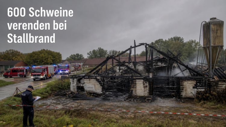 Einsatzkräfte der Feuerwehr untersuchen die Ruine nach einem verheerenden Stallbrand mit hohem Tierverlust.