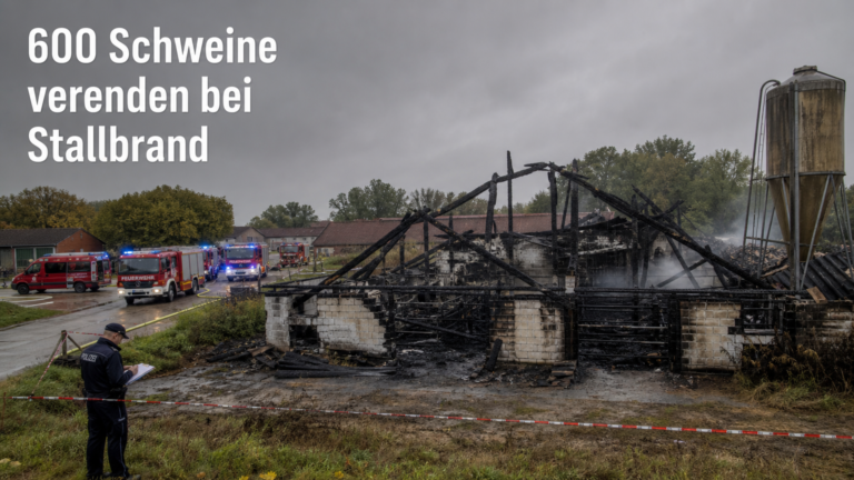 Einsatzkräfte der Feuerwehr untersuchen die Ruine nach einem verheerenden Stallbrand mit hohem Tierverlust.