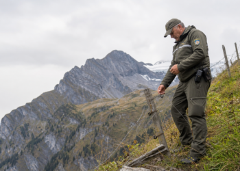Wolfsabschuss Kanton Bern: Abschuss von Wolf M574 im Berner Oberland — Behördenverfügung, Rechtslage und offene Fragen 12 Ein Jagdaufseher inspiziert einen Weidezaun im Berner Oberland nach einem Wolfsabschuss Kanton Bern.