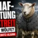 Kettenhemd für Schafe schützt ein Schaf vor einem angreifenden Wolf und steht wegen tierschutzrechtlicher Bedenken in der Kritik.