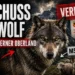 Wolfsabschuss Kanton Bern: Wolf M574 vor dramatischer Bergkulisse im Berner Oberland mit Schafen und behördlicher Abschussverfügung.