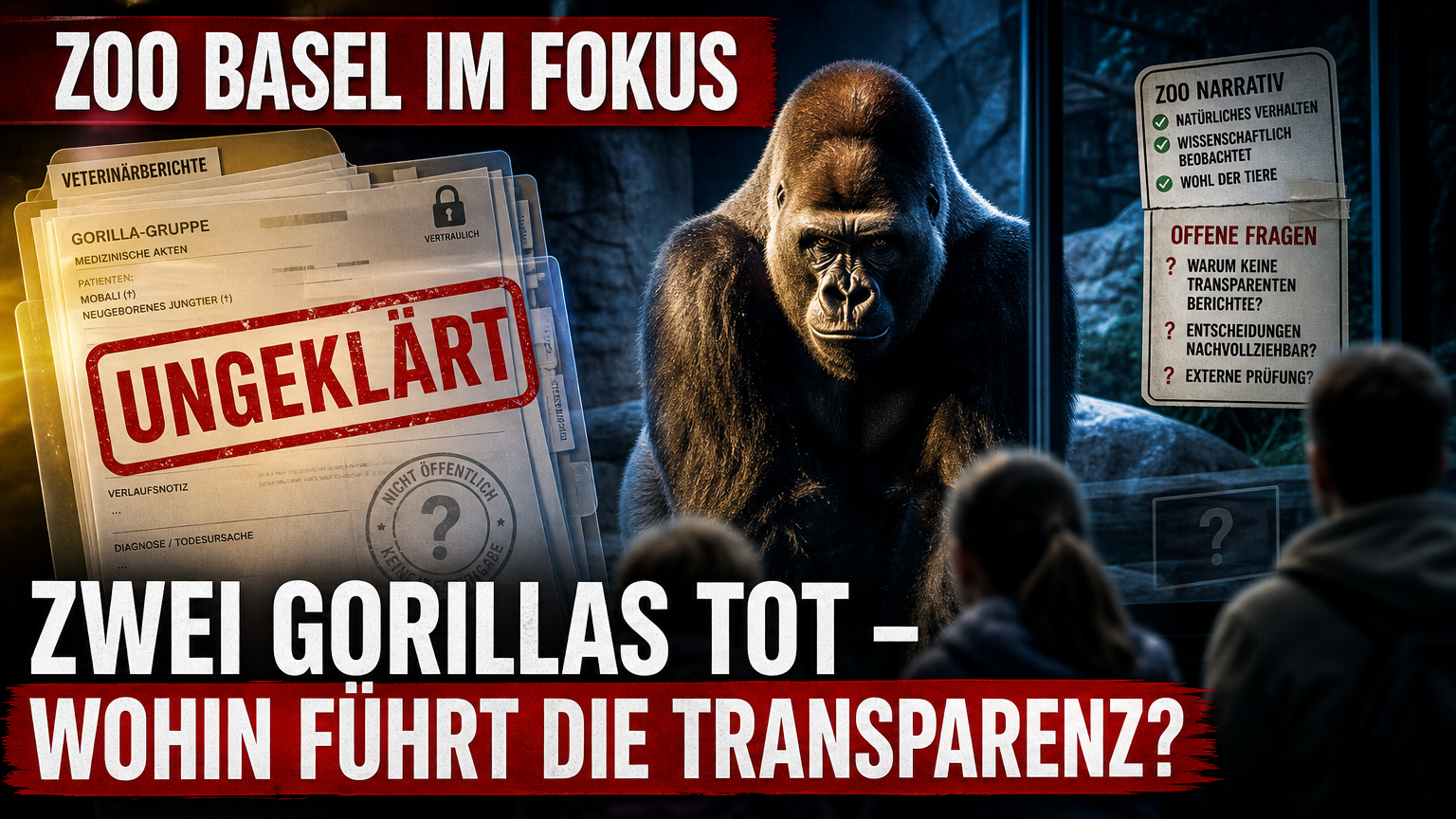 Ein dominanter Silberrücken im Zoo Basel vor Dokumenten, die Fragen zum Gorilla-Baby Zoo Basel aufwerfen.