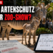 Grevy-Zebra-Fohlen L.A. Zoo: Ein neugeborenes Grevy-Zebra-Fohlen im L.A. Zoo steht neben seiner Mutter in einem modernen Gehege.