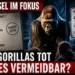Gorilla-Baby Zoo Basel: Silberrücken vor Besuchern mit Hinweistafeln zu zwei Todesfällen und der Frage, ob das Drama vermeidbar war.