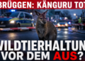Wildtierhaltung Verbot: Was der Tod des Wallabys in Brüggen aussagt und welche Fragen offen bleiben 44 Ein verängstigtes Wallaby in einer städtischen Umgebung als Anlass für die Debatte um ein Wildtierhaltung Verbot.