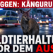 Ein verängstigtes Wallaby in einer städtischen Umgebung als Anlass für die Debatte um ein Wildtierhaltung Verbot.