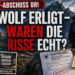Wolfsabschuss Kanton Uri: Wolf auf Alp Vorder Bristen nach dokumentierten Nutztierrissen erlegt 7 Wolfsabschuss Kanton Uri: Ein Wildhüter bei der Arbeit im Kanton Uri nach der behördlichen Anordnung für einen Wolfsabschuss im Gebiet Silenen.