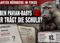 Tiergarten Nürnberg Paviane: Sieben tote Pavianbabys nach Bestandsreduktion – Ursachen weiter unklar 42 Tiergarten Nürnberg Paviane: Eine besorgte Pavianmutter im Tiergarten Nürnberg vor Dokumenten zur Zuchtbuch-Analyse.