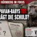 Tiergarten Nürnberg: Sieben tote Pavianbabys – NGO-Vorwürfe bleiben unbelegt 4 Tiergarten Nürnberg Paviane: Eine besorgte Pavianmutter im Tiergarten Nürnberg vor Dokumenten zur Zuchtbuch-Analyse.