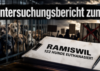 Untersuchungsbericht zum Tierschutzfall Ramiswil: Kritik an pauschaler Euthanasie und Lehren für den Vollzug 13 Journalistische Darstellung zum Tierschutzfall Ramiswil mit Fokus auf die kritische Aufarbeitung der Euthanasie von Hunden.