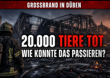 Großbrand in Düben: 20.000 Schweine tot – Brandschutzfragen und offene Ermittlungen 16 Ein Feuerwehrmann blickt auf die Ruinen der Schweinemastanlage nach dem Großbrand Düben.