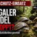 Vier gerettete Sandschildkröten Cuora mouhotii im Rahmen einer behördlichen Aktion für den Artenschutz Vietnam.