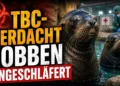 Tuberkuloseverdacht: Hellabrunn schläfert letzte Mähnenrobben ein 43 Tierpark Hellabrunn Mähnenrobben vor einem Zoobecken mit Tierarzt und Warnhinweis zum Tuberkuloseverdacht.