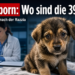 Hohleborn: Nach Razzia – die geretteten Hunde auf dem Weg der Besserung, Vermittlungszahlen unklar 2 Ein geretteter Welpe blickt hoffnungsvoll in die Kamera nach dem Tierschutzskandal Hohleborn.