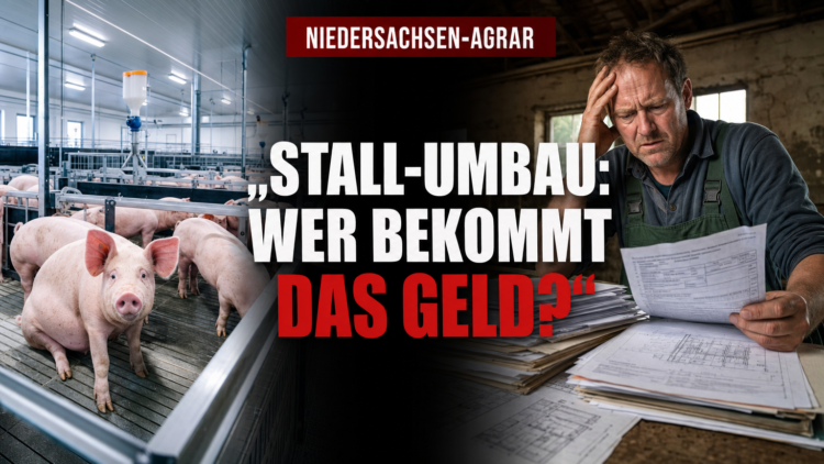 Niedersachsen erhöht Stallbauförderung um 20,7 Mio. Euro – viele Schweinehalter wohl außen vor 31 Ein Landwirt betrachtet skeptisch die komplexen Unterlagen zur Stallbauförderung Niedersachsen in einem traditionellen Stall.