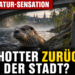 Fischotter Gießen: Ein seltener Fischotter in Gießen, aufgenommen durch eine Fotofalle an einem naturnahen Flussufer.