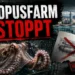 Oktopusfarm auf Gran Canaria gestoppt: PETA feiert – doch Behördenauflagen waren entscheidend 8 Oktopus vor einer industriellen Aquakulturanlage: Die Oktopusfarm auf Gran Canaria wurde nach Umweltauflagen und Kritik gestoppt.