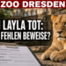 Zoo Dresden erlöst Löwin Layla nach diagnostizierter Nierenerkrankung 7 Zoo Dresden Löwin Layla: Die Löwin Layla im Zoo Dresden ruht in ihrem Gehege, während im Vordergrund Dokumente auf die ungeklärte medizinische Aktenlage hinweisen.