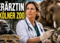 Tierärztin im Kölner Zoo: So versorgt Sandra Marcordes 11.000 Tiere aus 800 Arten 42 Tierärztin im Kölner Zoo untersucht eine Schlange, während Elefant, Gorilla, Gecko und Vogel die Vielfalt der betreuten Tierarten zeigen.