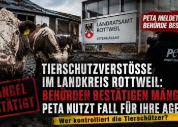 Tierschutzverstöße im Landkreis Rottweil: Behörden bestätigen Mängel – PETA nutzt den Fall für ihre Agenda 12 Tierschutzverstöße Landkreis Rottweil: Rinder vor einem maroden Stall, während Behörden Mängel bestätigen und die Rolle von PETA kritisch eingeordnet wird.