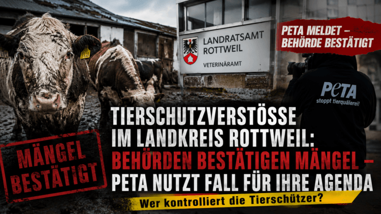 Tierschutzverstöße Landkreis Rottweil: Rinder vor einem maroden Stall, während Behörden Mängel bestätigen und die Rolle von PETA kritisch eingeordnet wird.