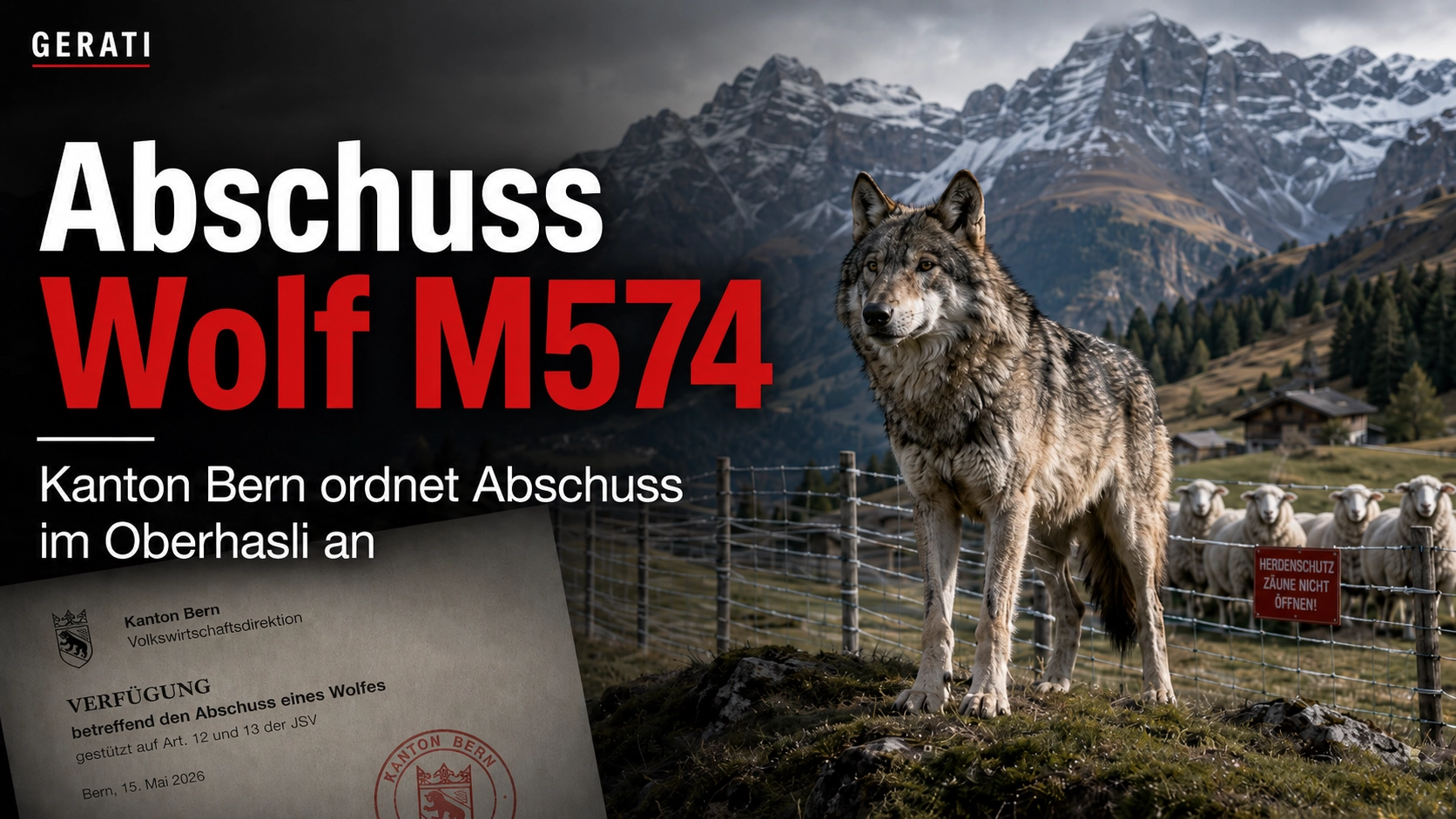 Abschuss Wolf M574 im Oberhasli: Der Kanton Bern ordnet den Abschuss des Wolfs nach mehreren Nutztierrissen an.