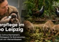 Tierpflege im Zoo Leipzig: Chip für Schnurrbarttamarin, Schnüffelteppich für Erdmännchen und Nachwuchs bei Vietnamfasanen 43 Tierpflege im Zoo Leipzig mit Schnurrbarttamarin bei der Untersuchung, Erdmännchen am Schnüffelteppich und Vietnamfasanen mit Jungtieren.