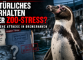 Titelbild zum Artikel „Pinguin Linkspfeil im Zoo am Meer“: Ein Humboldtpinguin steht im Vordergrund, während im Hintergrund weitere Pinguine im Gehege und Besucher zu sehen sind.
