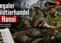 Illegaler Wildtierhandel in Hanoi: Behörden verstärken Kontrollen, doch erhebliche Lücken bleiben 44 Titelbild zum Thema illegaler Wildtierhandel in Hanoi: Behörden kontrollieren beschlagnahmte Wildtiere, während ein Smartphone den Online-Handel mit Tieren zeigt.